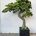 XXL Bonsai im Block-M-Pflanztopf