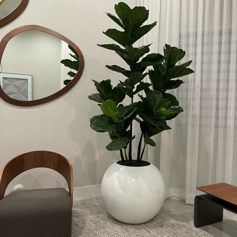Elfenbein Kugelvase mit Geigenfeige – 180 cm