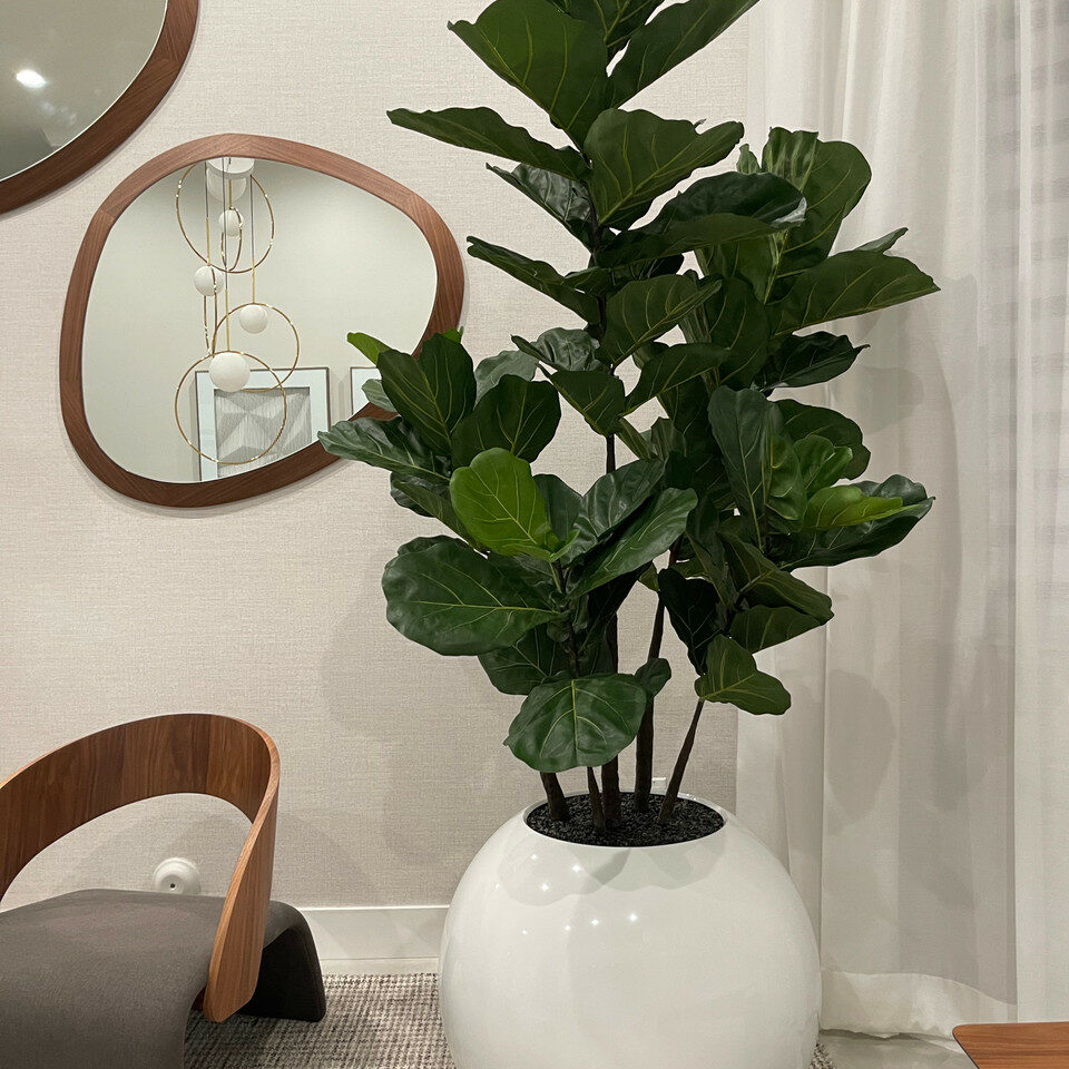 Elfenbein Kugelvase mit Geigenfeige – 180 cm
