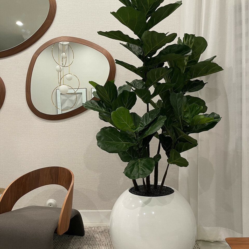 Elfenbein Kugelvase mit Geigenfeige – 180 cm