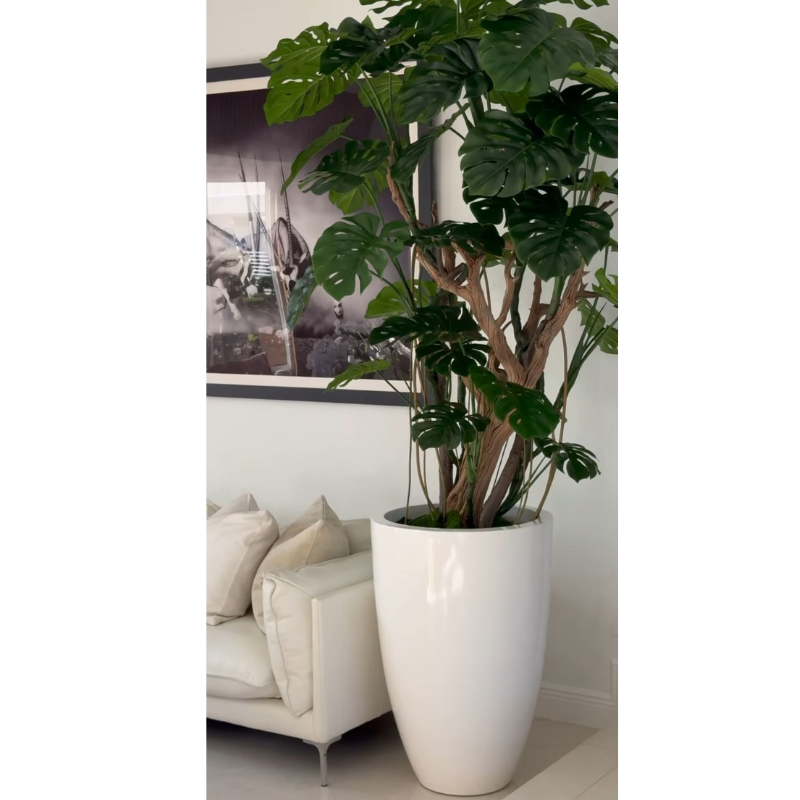 Monstera-Pflanze im hochglänzenden Elfenbeinen Topf