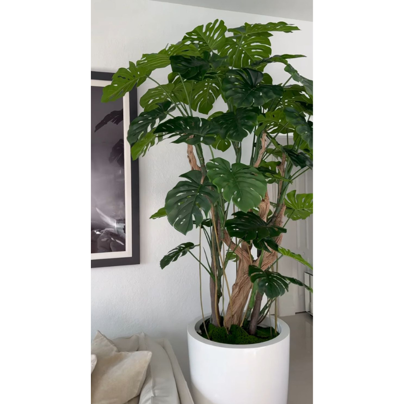 Monstera-Pflanze im hochglänzenden Elfenbeinen Topf