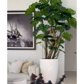 Monstera-Pflanze im hochglänzenden Elfenbeinen Topf