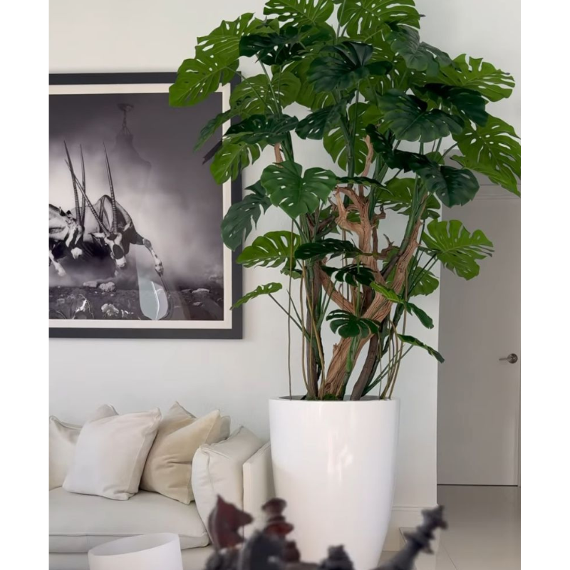 Monstera-Pflanze im hochglänzenden Elfenbeinen Topf