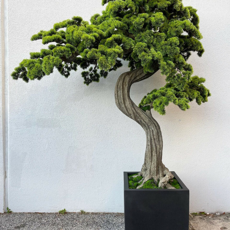 XXL Bonsai im Block-M-Pflanztopf