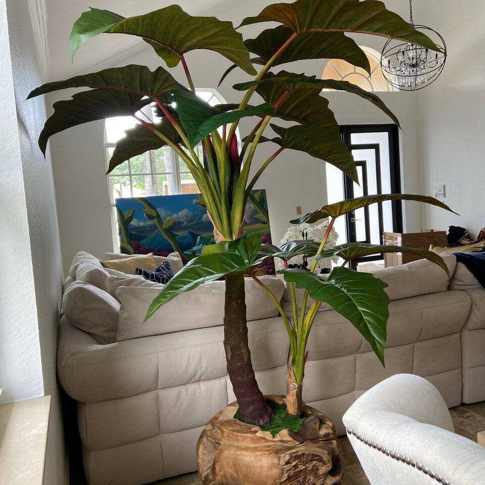 XXL Teakholzschale mit Alocasia-Pflanze