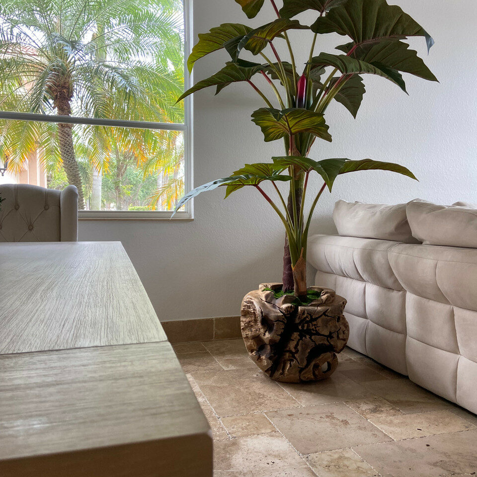 XXL Schale aus Teakholz mit Alocasia-Pflanze