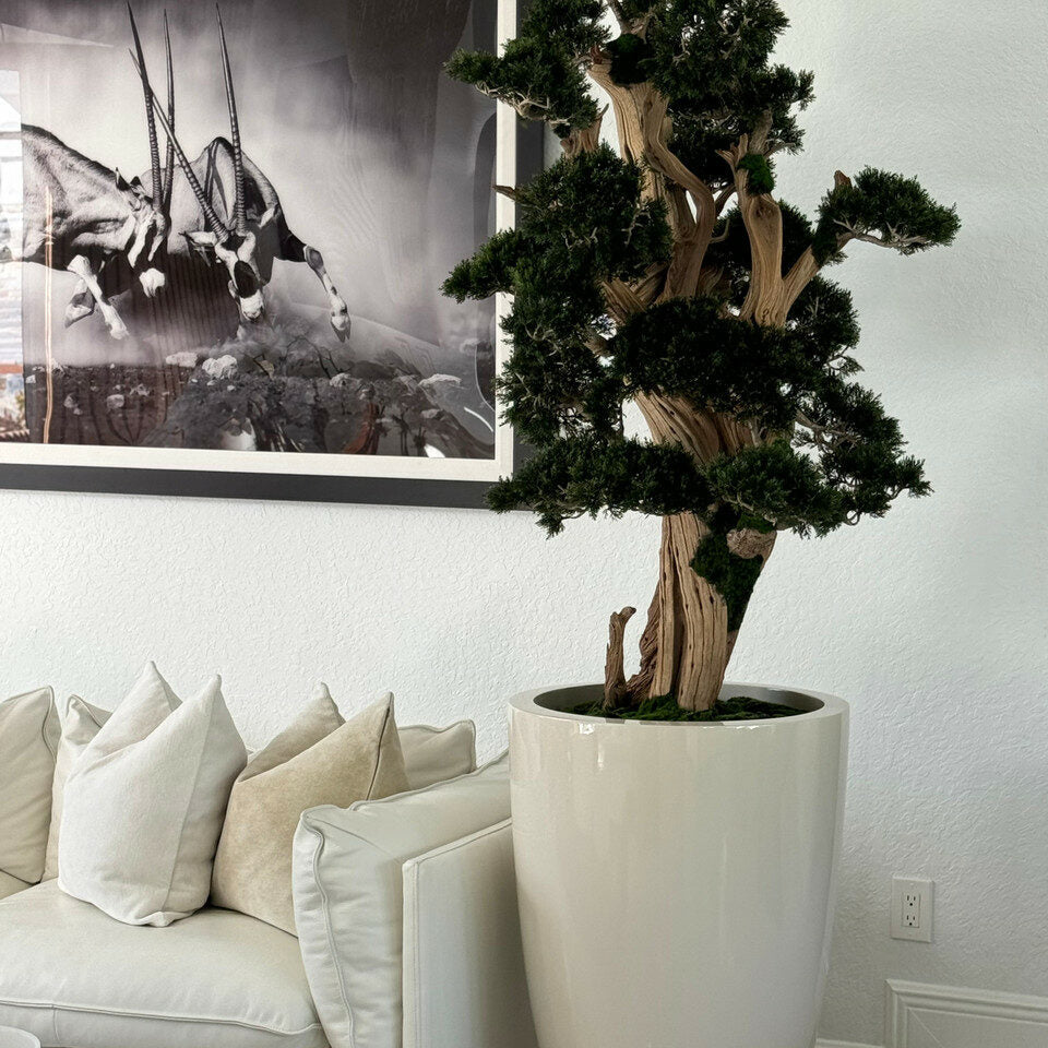 XXL Bonsai im Brannan-Topf