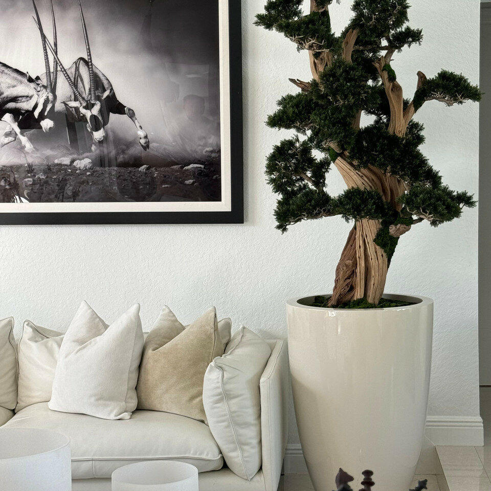 XXL Bonsai im Brannan-Pflanzgefäß