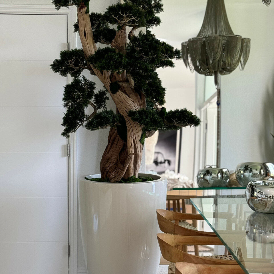 XXL Bonsai im Brannan-Pflanzgefäß