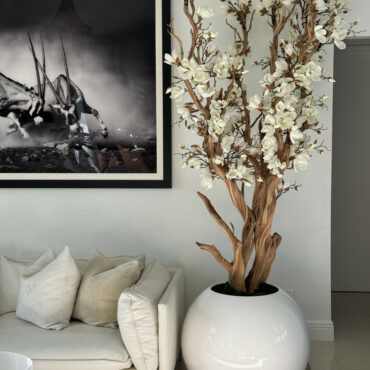 Elfenbeiner Magnolienbaum im glänzend Elfenbeinen Kugeltopf, 76 cm