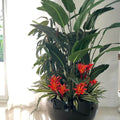 Tropisches Pflanzenarrangement